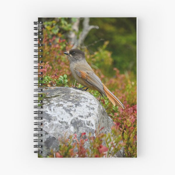 Item preview, Fall colors. Siberian jay designed and sold by Jouko Lehto Photography.