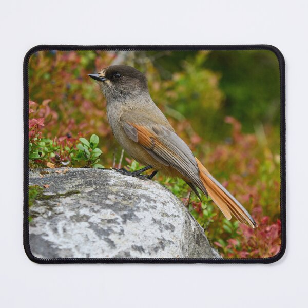 Item preview, Fall colors. Siberian jay designed and sold by Jouko Lehto Photography.