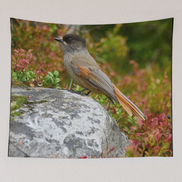 Item preview, Fall colors. Siberian jay designed and sold by Jouko Lehto Photography.