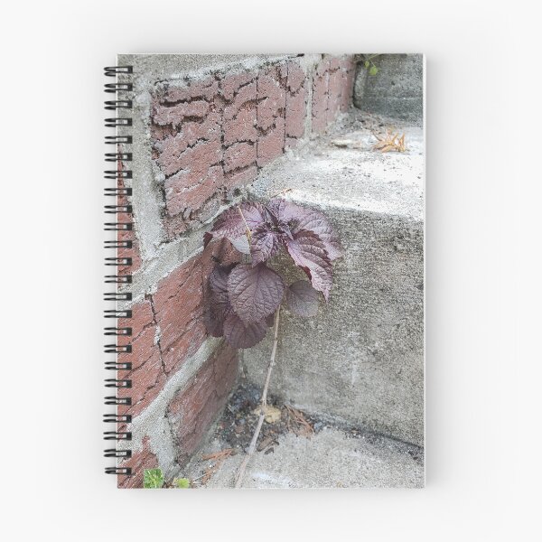 Item preview, Stairwell Perilla designed and sold by concretebotany.