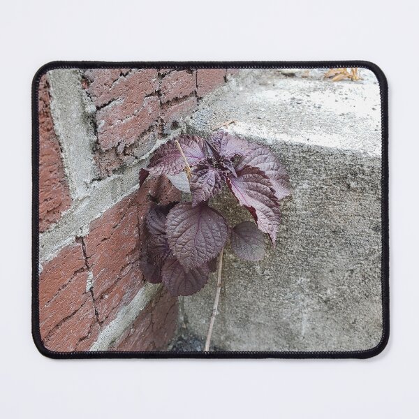 Item preview, Stairwell Perilla designed and sold by concretebotany.