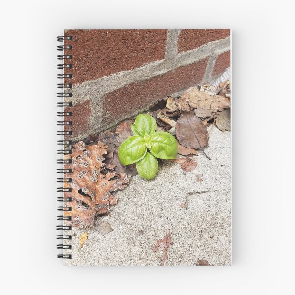 Item preview, Tiny Sidewalk Basil Plant designed and sold by concretebotany.