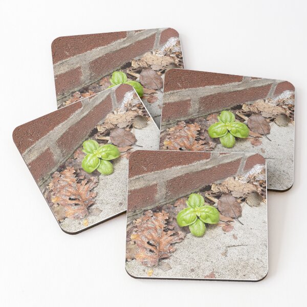 Item preview, Tiny Sidewalk Basil Plant designed and sold by concretebotany.