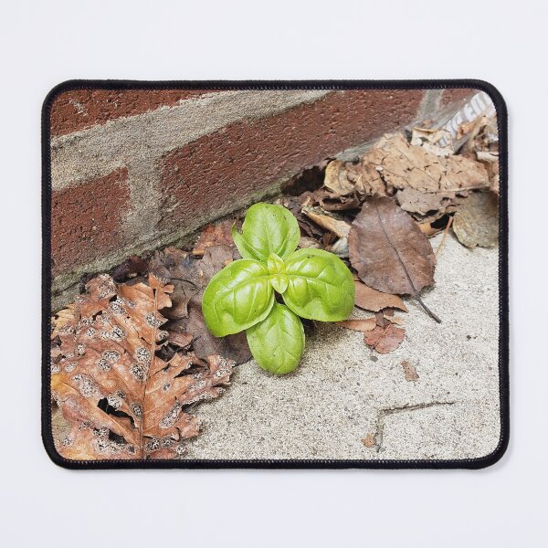 Item preview, Tiny Sidewalk Basil Plant designed and sold by concretebotany.
