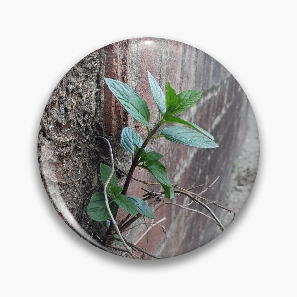 Item preview, Peppermint Breaking Out of the Wall  designed and sold by concretebotany.