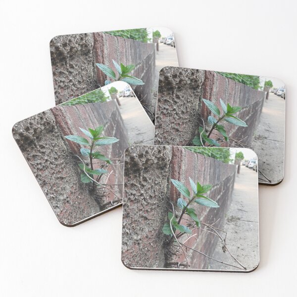 Item preview, Peppermint Breaking Out of the Wall  designed and sold by concretebotany.