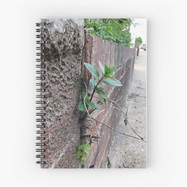 Item preview, Peppermint Breaking Out of the Wall  designed and sold by concretebotany.