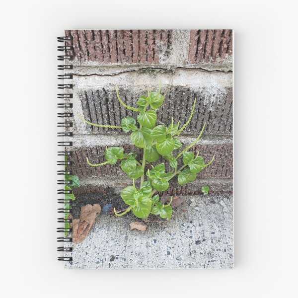 Item preview, Pavementplant Pepper Elder designed and sold by concretebotany.