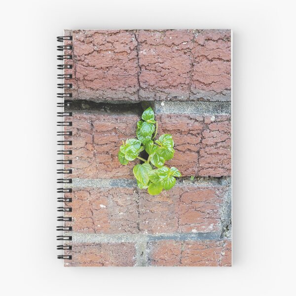 Item preview, Wallplant Pepper Elder designed and sold by concretebotany.