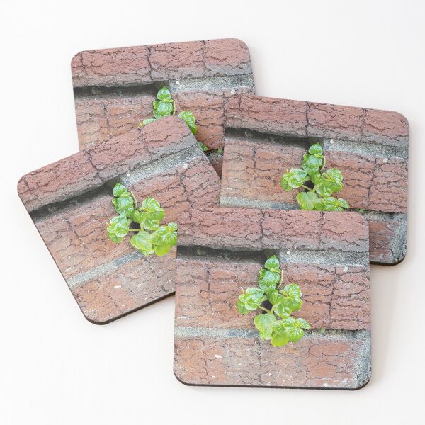 Item preview, Wallplant Pepper Elder designed and sold by concretebotany.