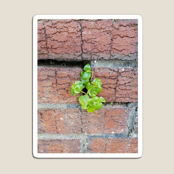 Item preview, Wallplant Pepper Elder designed and sold by concretebotany.