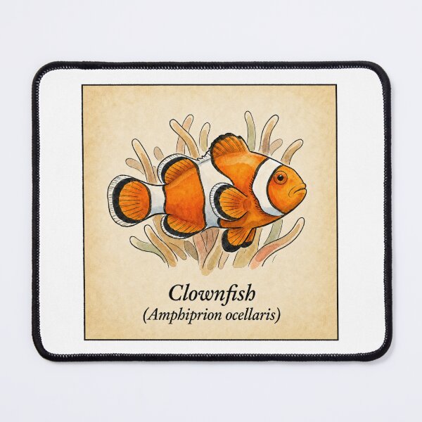 Item preview, Vintage Clownfish Scientific Illustration Print designed and sold by KenworksDigital.