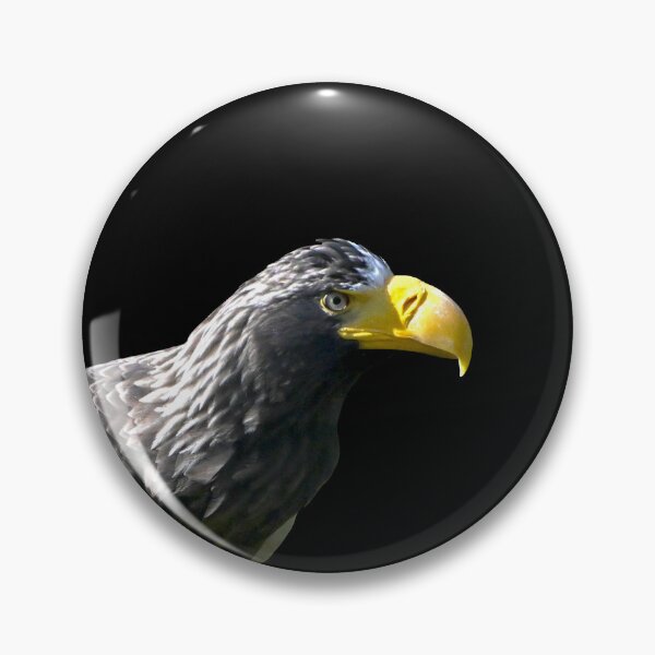 Artikelvorschau, Stellerscher Seeadler 22 / Schweizer Kunstfotografie entworfen und verkauft von Raphael Wolf.