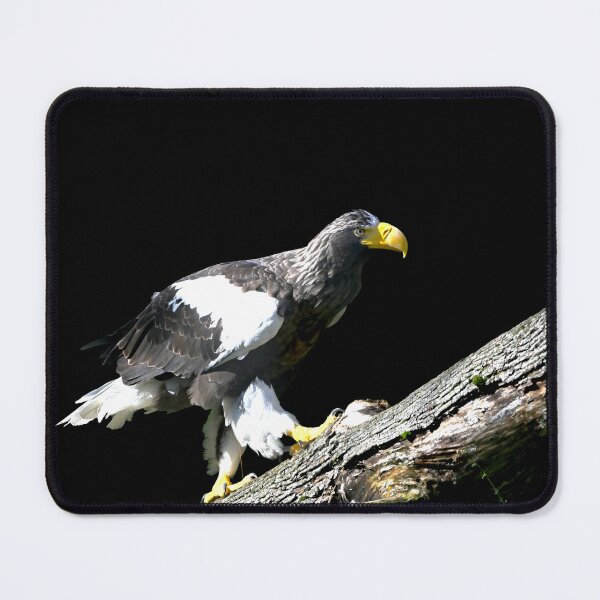 Item preview, Steller’s sea eagle 22 / Swiss Artwork Photography designed and sold by Raphael Wolf.