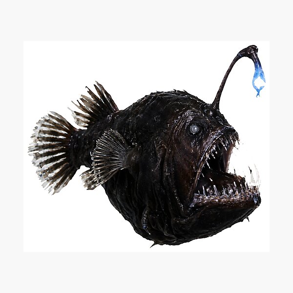 Item preview, Anglerfish Melanocetus Johnsonii – Deep Sea Art designed and sold by Helt-enkelt.