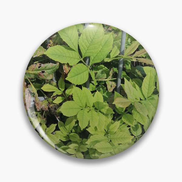 Item preview, Green leaves on the garden fence designed and sold by PhuongVoArt.