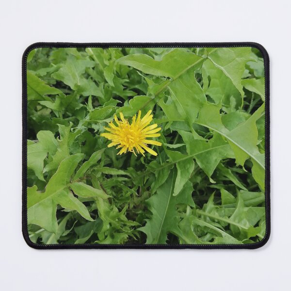 Item preview, Yellow dandelion in nature designed and sold by PhuongVoArt.