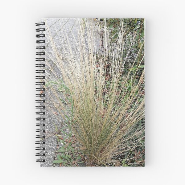 Item preview, Ornamental grass with long golden stems designed and sold by PhuongVoArt.