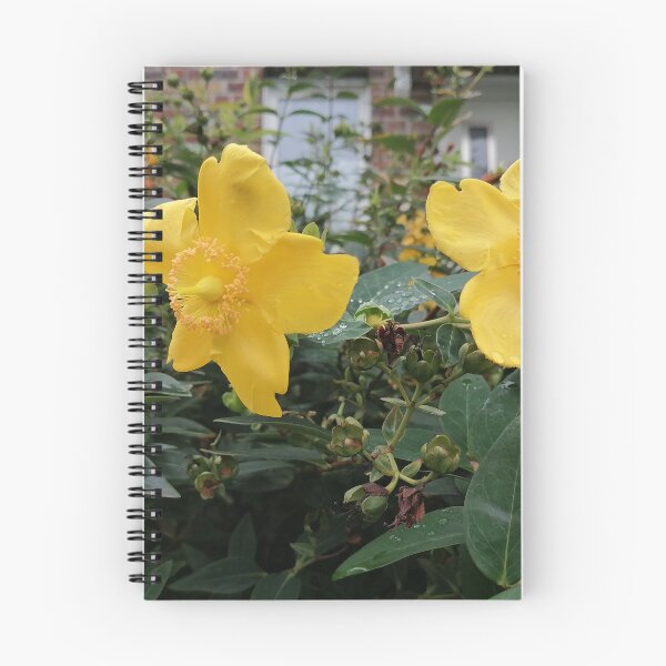 Item preview, Yellow St. John's wort flowers in the garden designed and sold by PhuongVoArt.
