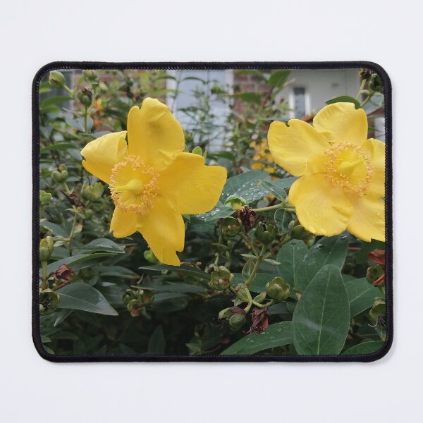 Item preview, Yellow St. John's wort flowers in the garden designed and sold by PhuongVoArt.