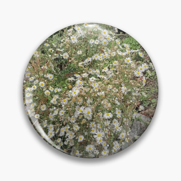 Item preview, White autumn asters with a yellow center designed and sold by PhuongVoArt.