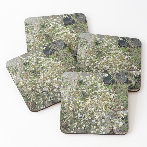 Item preview, White autumn asters with a yellow center designed and sold by PhuongVoArt.