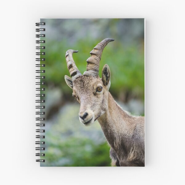 Item preview, Alpine ibex portrait in high mountains, wild goat in natural life, summer designed and sold by Alexander Sorokopud.