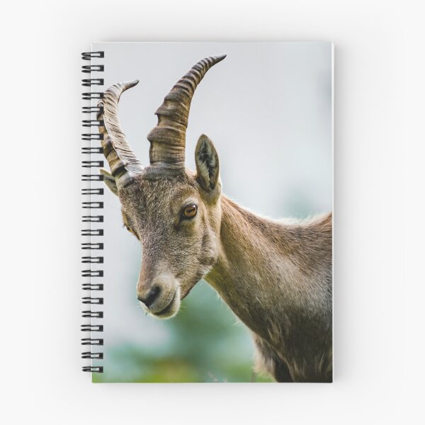Item preview, Alpine ibex portrait in high mountains, wild goat in natural life, summer designed and sold by Alexander Sorokopud.