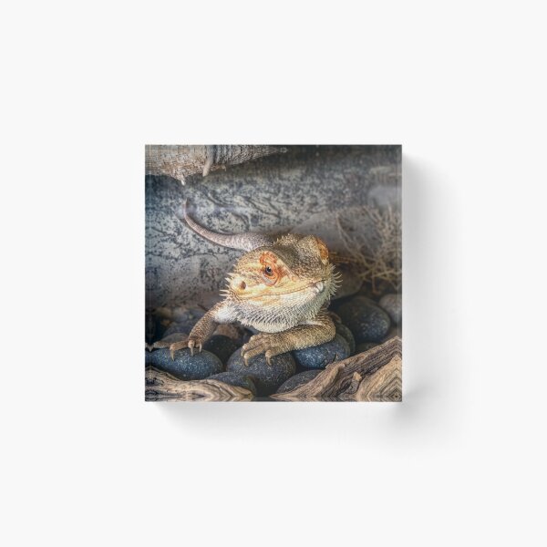Item preview, Bearded Dragon Lizard designed and sold by ArtworkNorth.