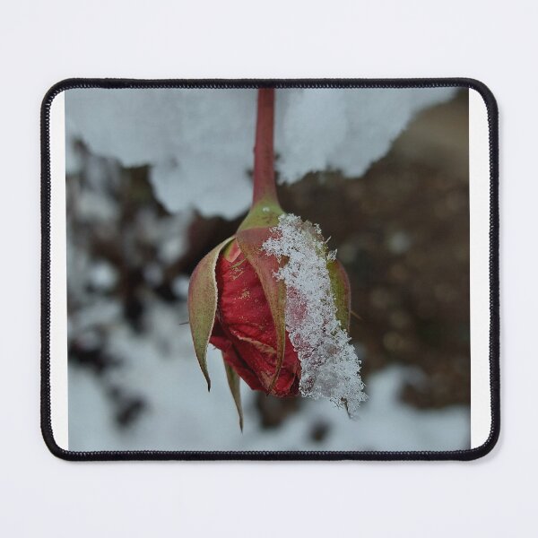 Item preview, Red Rose Coverd in Fresh Winter Snow designed and sold by ObjectAndNature.