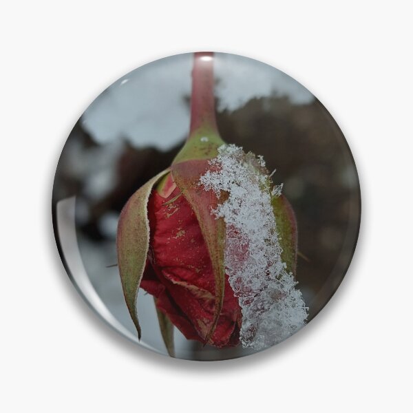 Item preview, Red Rose Coverd in Fresh Winter Snow designed and sold by ObjectAndNature.