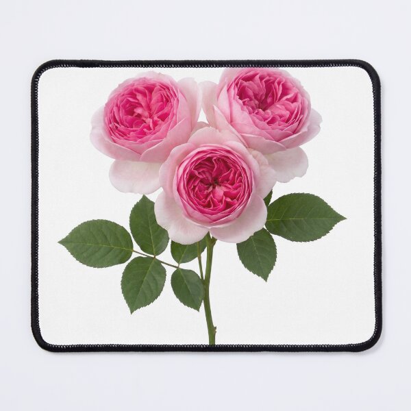 Item preview, Pink English Roses - stem of 3 designed and sold by plushyTamer.