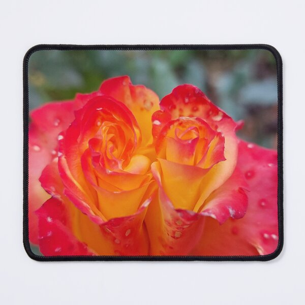 Item preview, Boi-color Crimson and gold rose Blossom Closeup designed and sold by ObjectAndNature.