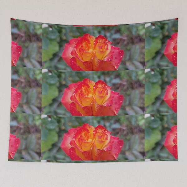 Item preview, Boi-color Crimson and gold rose Blossom Closeup designed and sold by ObjectAndNature.
