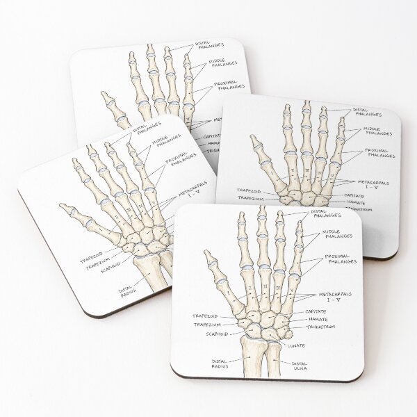 Item preview, Anatomy - Hand Bones - Physical Therapy Sticker designed and sold by isokinetic.