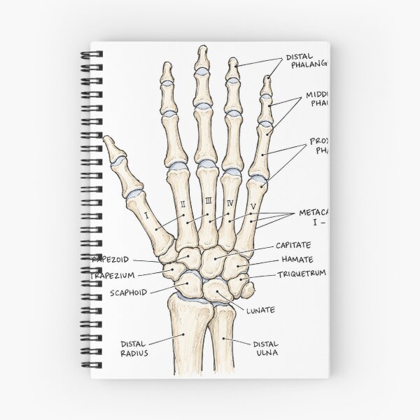 Item preview, Anatomy - Hand Bones - Physical Therapy Sticker designed and sold by isokinetic.