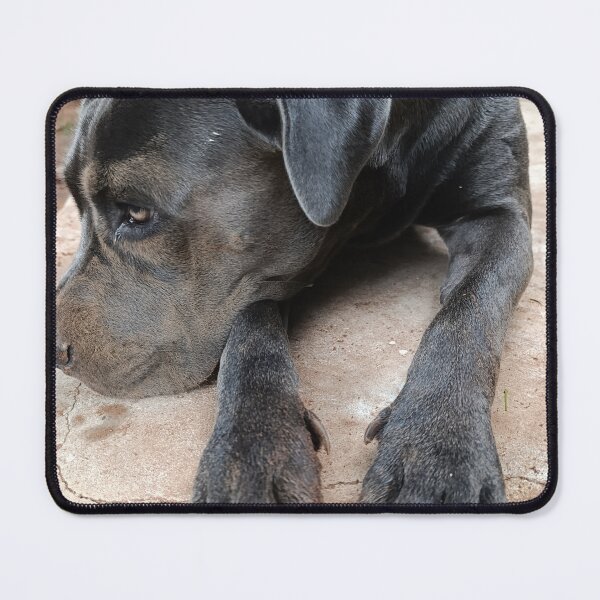 Item preview, Cute Cane Corso - Sand on Face Dog Portrait designed and sold by PicturePic.