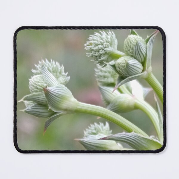 Item preview, Nature's Geometry designed and sold by PicturePic.