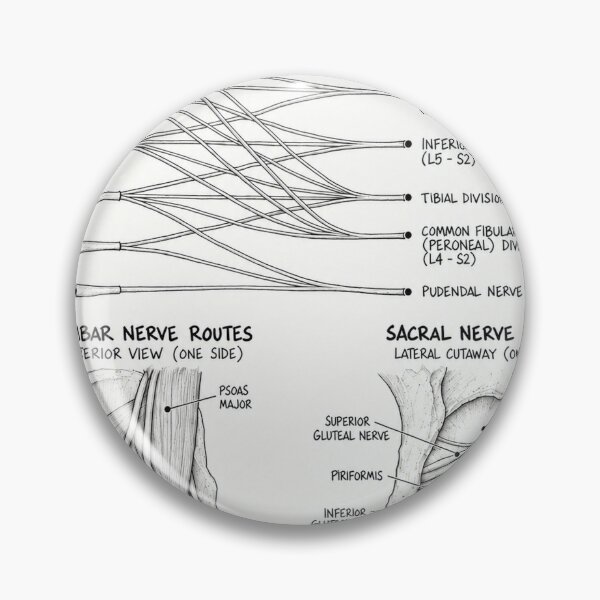 Item preview, Anatomy - Lumbosacral Plexus - Physical Therapy Sticker designed and sold by isokinetic.