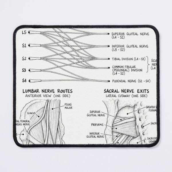 Item preview, Anatomy - Lumbosacral Plexus - Physical Therapy Sticker designed and sold by isokinetic.