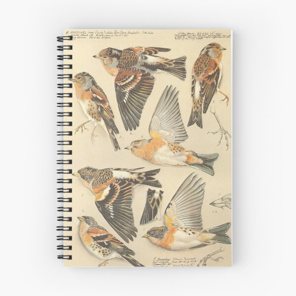 Item preview, Vintage Bird Engraving: Antique Botanical Ornithology Hatching Silhouette and Wild Birds Fan Art Poster designed and sold by benja-08.
