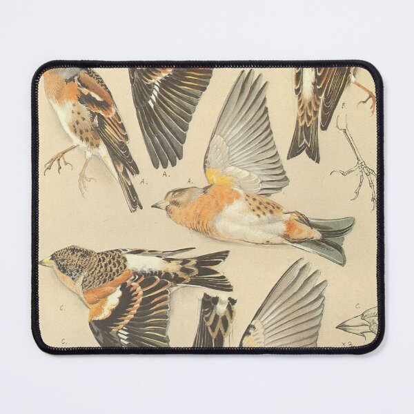 Item preview, Vintage Bird Engraving: Antique Botanical Ornithology Hatching Silhouette and Wild Birds Fan Art Poster designed and sold by benja-08.