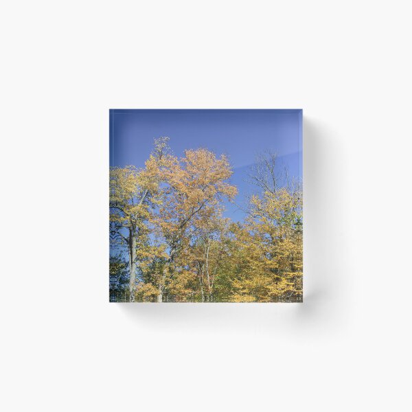 Item preview, Colorful Autumn Trees  designed and sold by kcschweizer.