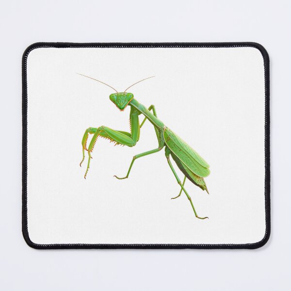 Item preview, Praying Mantis  designed and sold by Deb's Designs.