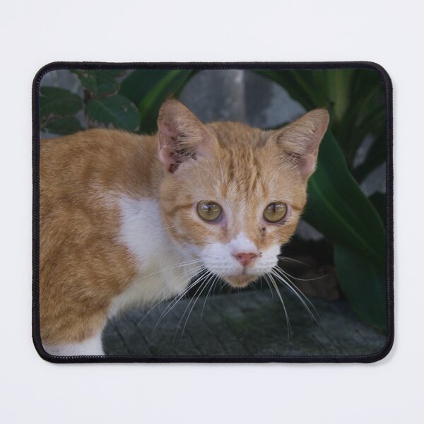 Item preview, Domestic Shorthair designed and sold by ROSE ANN BANILAR.