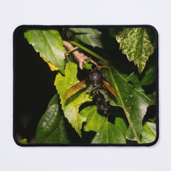Item preview, Philippine Black Potter Wasp designed and sold by ROSE ANN BANILAR.