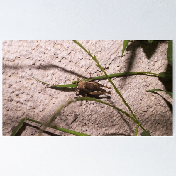 Item preview, Brown Grasshopper designed and sold by ROSE ANN BANILAR.