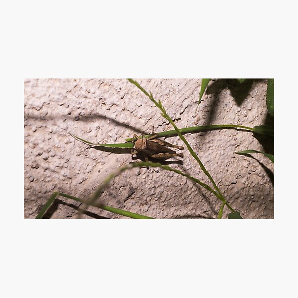 Item preview, Brown Grasshopper designed and sold by ROSE ANN BANILAR.