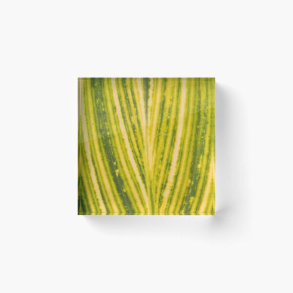 Item preview, Variegated Canna Lily  designed and sold by ROSE ANN BANILAR.