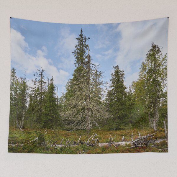 Item preview, Bosque antiguo de Valtavaara designed and sold by Jouko Lehto Photography.